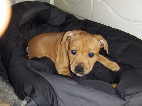 Staffordshire bull terrier Angie billede 2