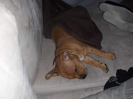 Staffordshire bull terrier Angie billede 3