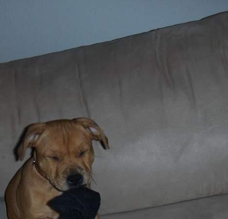 Staffordshire bull terrier Angie billede 4