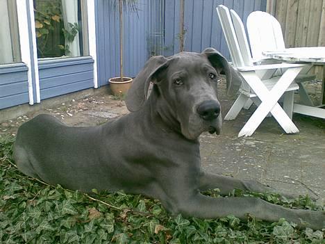 Grand danois Groggy himmelhund - nede hos mors veninde og hygge mig med.. billede 1