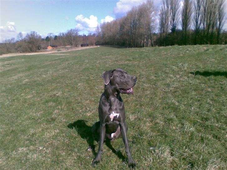 Grand danois Groggy himmelhund - Smukke , smukke mig billede 2