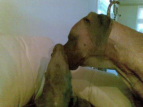 Grand danois Groggy himmelhund - haps!! Et krokodillestunt, når storebror stikker snuden for langt frem hæ hæææ billede 3