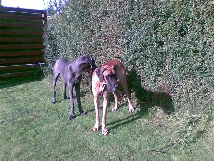 Grand danois Groggy himmelhund - drengene i haven billede 4