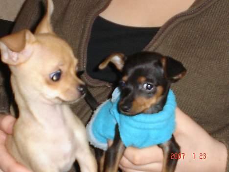 Prazsky krysarik Chili - Mig og min ven Pinky billede 8