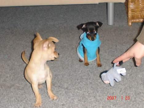 Prazsky krysarik Chili billede 9