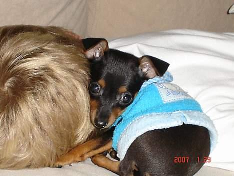 Prazsky krysarik Chili billede 10