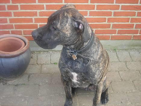 Dogo canario Capone *R.I.P 2009* billede 1