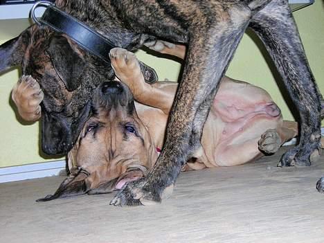 Dogo canario Capone *R.I.P 2009* billede 2