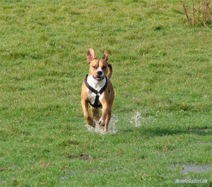 Blanding af racer Tulle billede 4