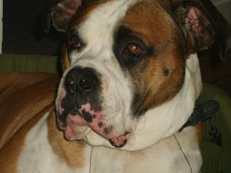 Amerikansk bulldog Samson - Så flot!!! billede 8