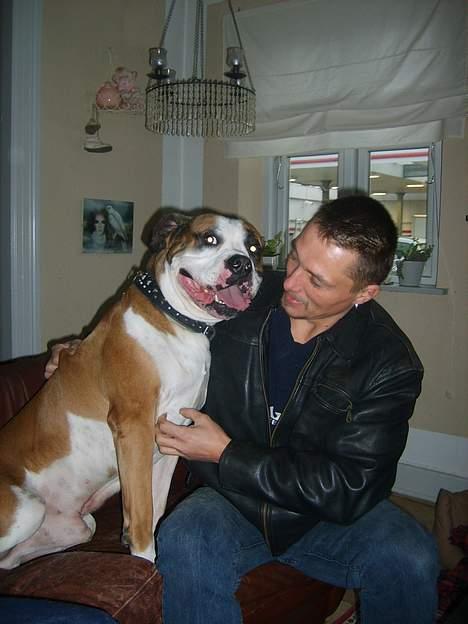 Amerikansk bulldog Samson - Et bevis på han griner når man kilder ham på brystet.... Hehe billede 10