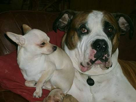 Amerikansk bulldog Samson - En lille hyggestund I SOFAEN...!!! billede 12