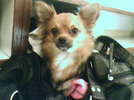 Chihuahua SHENA <3  - <3 billede 13