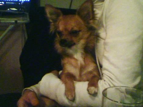 Chihuahua SHENA <3  billede 14