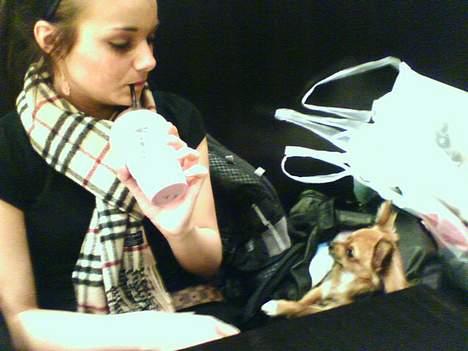 Chihuahua SHENA <3  - gi mig noget ... kom nu jeg sidder og ser så fin ud billede 15