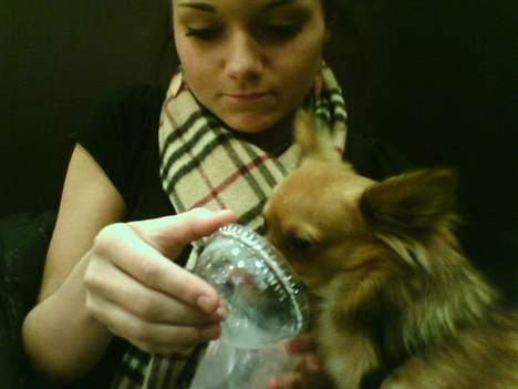 Chihuahua SHENA <3  billede 16