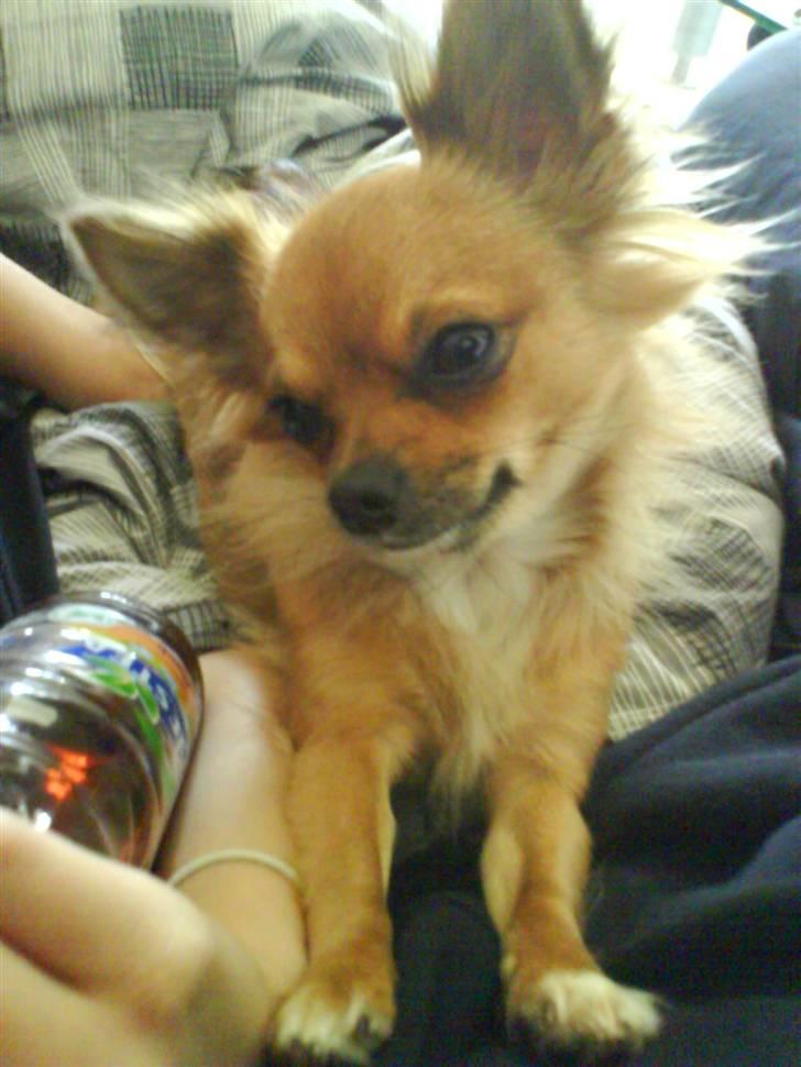 Chihuahua SHENA <3  - ...  billede 17