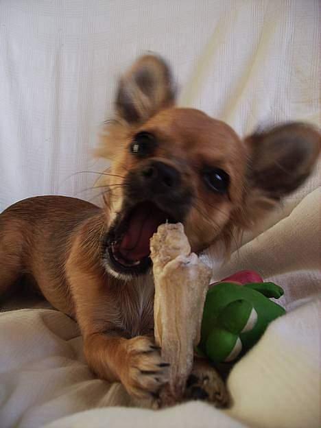 Chihuahua SHENA <3  - mhhh billede 18