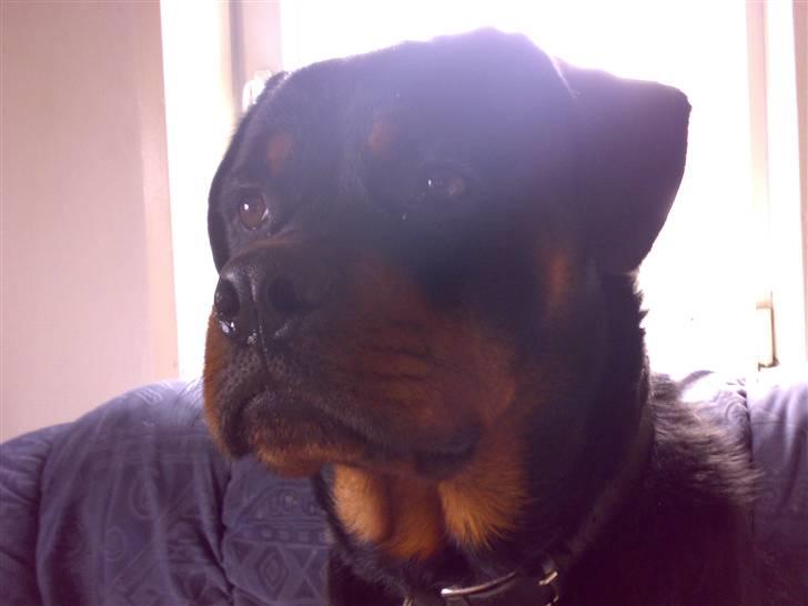 Rottweiler Buller - Buller 26/2-2008 billede 1