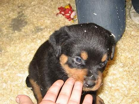 Rottweiler Buller - Fingre er gode at sutte på billede 2