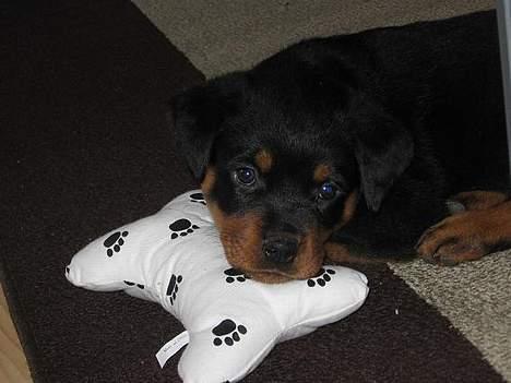 Rottweiler Buller billede 3