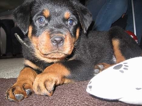 Rottweiler Buller billede 4