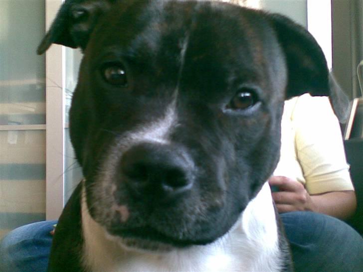 Staffordshire bull terrier Django billede 1