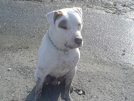 Blanding af racer Malthe - Taget den 5.2.07. Er på græsset og lege med mudder..... billede 1