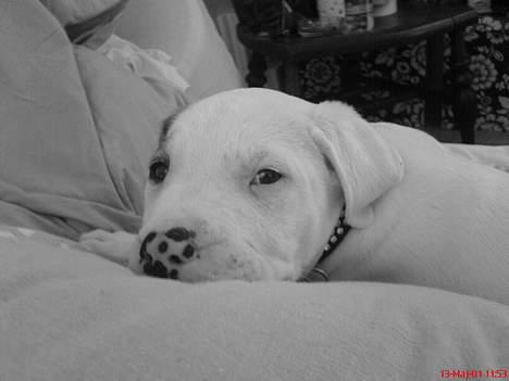 Blanding af racer Malthe - Her er Malthe en baby. billede 2