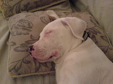 Blanding af racer Malthe - nat nat billede 3