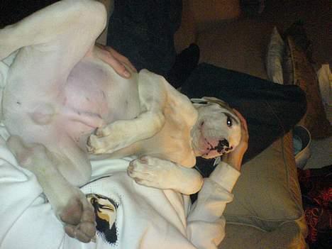 Blanding af racer Malthe - Tror lige at jeg kan klare den... billede 4