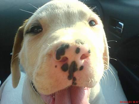 Blanding af racer Malthe - Så vi på vej til København for første gang... Og man tissede i bilen, ups... billede 5