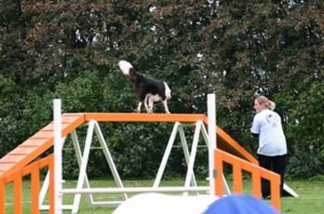 Border collie Mulan billede 2