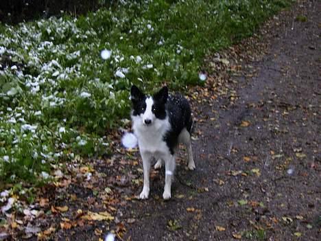 Border collie Mulan billede 3