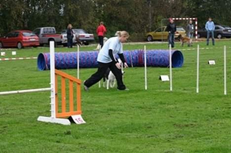 Border collie Mulan - vores anden agilti konkurrence billede 4