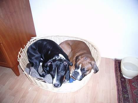 Amerikansk staffordshire terrier Oskar - mig og min ven Dexter billede 8