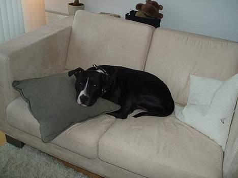 Amerikansk staffordshire terrier Oskar - Hov, jeg må vist ikke ligge her. billede 9