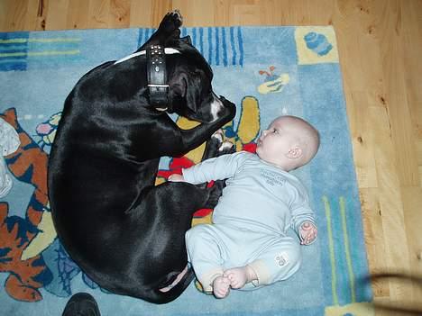 Amerikansk staffordshire terrier Oskar - Sikke en flot hund billede 10