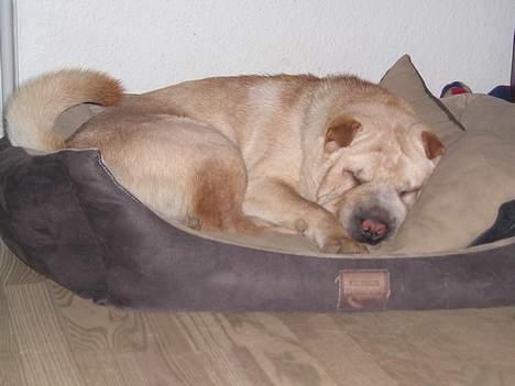 Shar pei Kendo billede 5