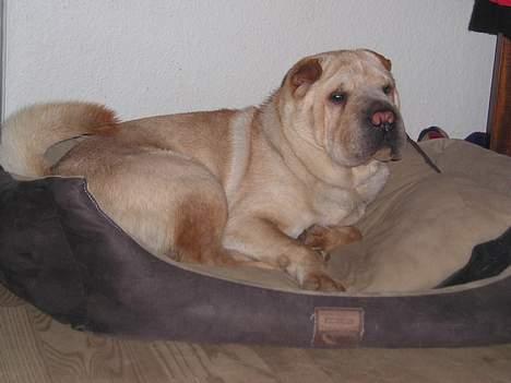 Shar pei Kendo billede 6