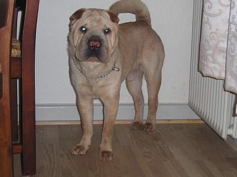 Shar pei Kendo billede 7