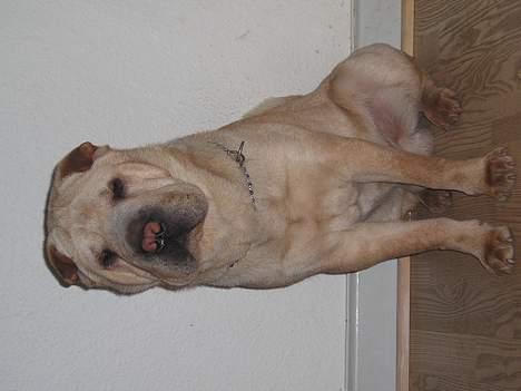 Shar pei Kendo billede 8