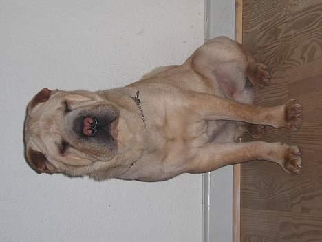 Shar pei Kendo billede 9