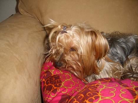 Yorkshire terrier Miss Mille - hej mille billede 1