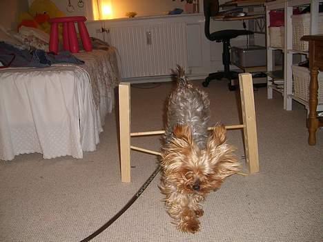 Yorkshire terrier Miss Mille - hop hop´ billede 2