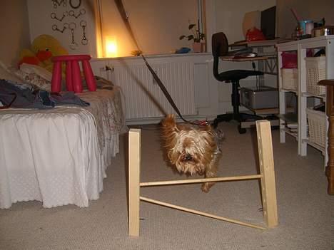 Yorkshire terrier Miss Mille - hop billede 3