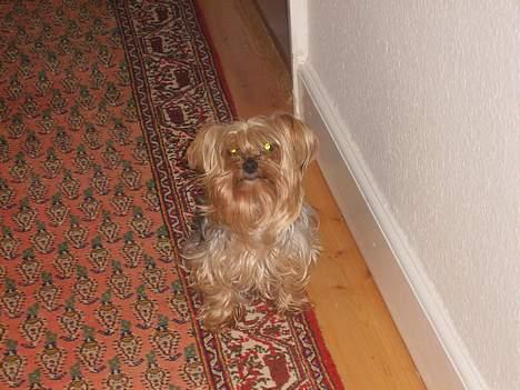 Yorkshire terrier Miss Mille - hov der var Mille billede 4