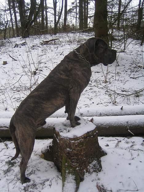 Cane corso Apollo R.I.P - Apollo billede 13