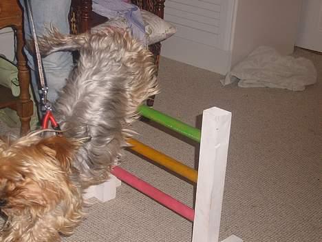 Yorkshire terrier Miss Mille - spring lille mille billede 5