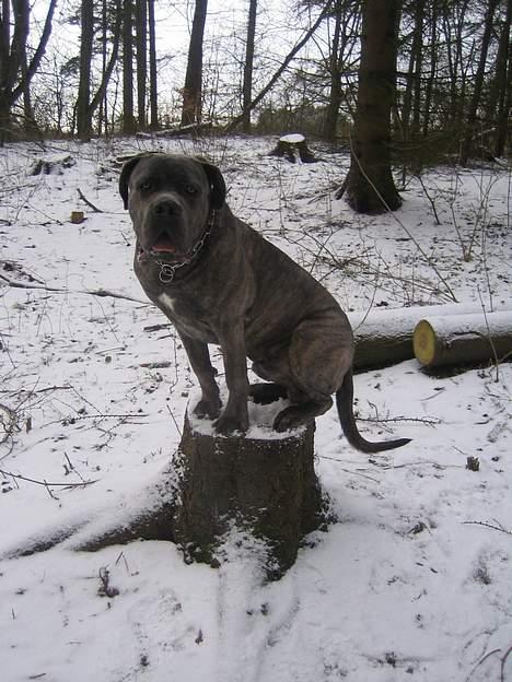 Cane corso Apollo R.I.P - Det gælder om at holde tungen lige i munden... billede 14